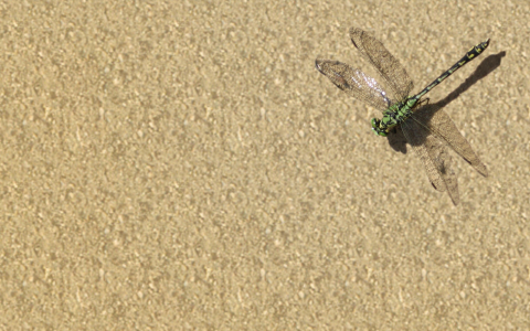 卡梅隆谈新片《异形:夺命舰》:没盛赞 仅提了点意见